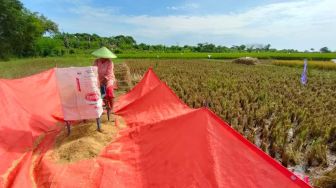 Pemerintah Mau Impor Beras, Petani di Tegal: Belum Impor, Harga Gabah Sudah Anjlok