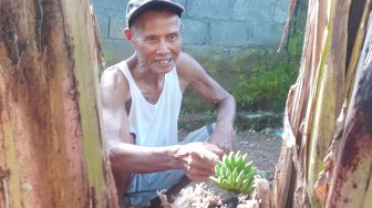 Alami Mimpi Aneh, Sunaryo Kaget Pohon Pisangnya yang Mati Berbuah Lagi