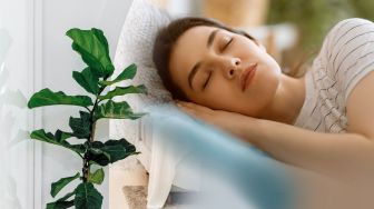 Rekomendasi 4 Tanaman Hias di Kamar yang Bikin Tidur Nyenyak