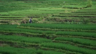 Petani di Banyumas Pusing, Harga Gabah Merosot, Hingga Ditambah Wacana Impor Beras