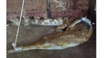 Warga Kuansing Temukan Seekor Buaya di Parit Gajah Kebun Sawit