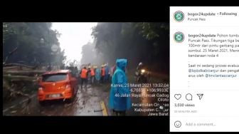 Pohon Tumbang Timpa Mobil di Puncak Pass Bogor-Cianjur