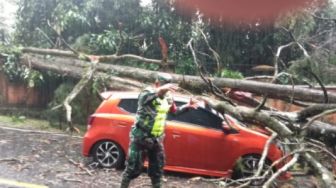 Hati-Hati, Rawan Pohon Tumbang di Jalan Raya Puncak Bogor-Cianjur