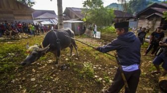 Tradisi Membatur Dayak Pitap di Kalimantan Selatan