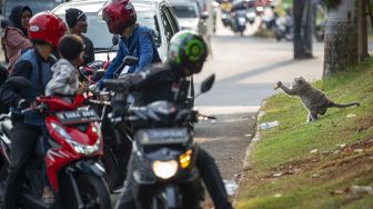 Seekor monyet ekor panjang (Macaca fascicularis) menangkap makanan yang dilemparkan warga di kawasan Suaka Margasatwa Muara Angke di Kapuk Muara, Penjaringan, Jakarta, Jumat (26/3/2021). [ANTARA FOTO/Aditya Pradana Putra]