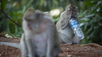 Seekor monyet ekor panjang (Macaca fascicularis) membawa sampah air minum dalam kemasan yang dilemparkan warga di kawasan Suaka Margasatwa Muara Angke di Kapuk Muara, Penjaringan, Jakarta, Jumat (26/3/2021). [ANTARA FOTO/Aditya Pradana Putra]