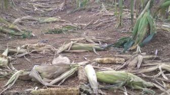 Kawanan Monyet Serang Kebun Jagung Petani Sipirok