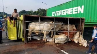 Truk Pengangkut Sapi Terbalik di Jalan Tol JORR Bintara Gegara Pecah Ban