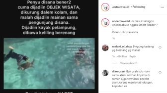 Jadi Objek Wisata, Kondisi Penyu di Lokasi Snorkling Ini Memprihatinkan