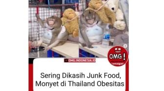 Viral Kera Alami Obesitas karena Sering Diberi Makan Junkfood