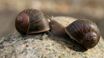 Mengenal Jeremy, Siput Kidal Paling Kesepian di Dunia