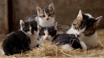 Cara Kucing Berkembang Biak dan Ciri-cirinya Akan Melahirkan