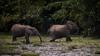 Ngenes! 2 Spesies Gajah Afrika Ini Masuk Daftar Terancam Punah