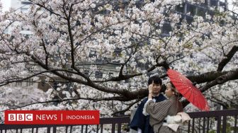 Mengapa Pohon Sakura di Jepang Berbunga Semakin Awal?