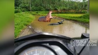 Ada Buaya dan Kuda Nil Berenang di Jalan Rusak, Ini Kata Pemkab Sukabumi