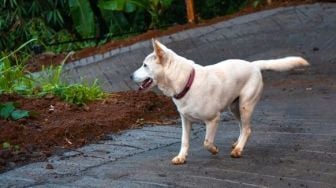 Fakta Unik Anjing Kintamani: Anjing asal Bali yang Mendunia