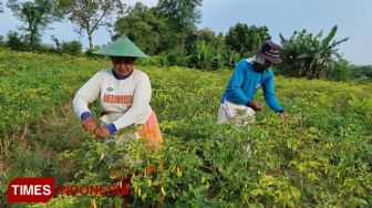Pedasnya Harga Cabai Bikin Petani di Mojokerto Makmur, Bisa Beli Mobil Baru