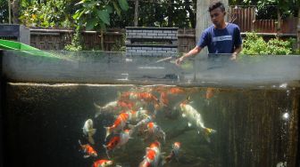 10 Jenis Ikan Koi Unik Lengkap dengan Harganya