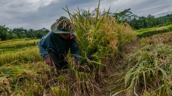 Petani memanen padi di Cikulur, Lebak, Banten, Kamis (1/4/2021).  ANTARA FOTO/Muhammad Bagus Khoirunas
