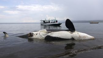 Wisatawan melihat Paus Pembunuh (Orcinus orca) yang mati terdampar dari perahu di Pantai Bangsring, Banyuwangi, Jawa Timur, Sabtu (3/4/2021). [ANTARA FOTO/Budi Candra Setya]