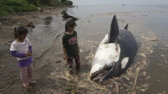 Paus Pembunuh Mati Terdampar di Banyuwangi