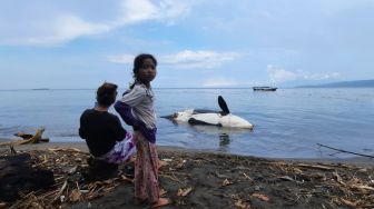 Tim Kedokteran Hewan Teliti Penyebab Paus Orca Terdampar di Banyuwangi