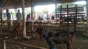 Lebaran Kurban Tiga Bulan Lagi, Harga Kambing di Bojonegoro Merangkak Naik