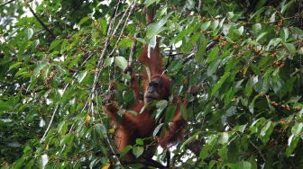 Orangutan Sumatra (Pongo abelii) bergelantungan di dahan pohon di kawasan Stasiun Penelitian Ketambe, Kecamatan Ketambe, Kabupaten Aceh Tenggara, Aceh, Minggu (4/4/2021).  ANTARA FOTO/Syifa Yulinnas