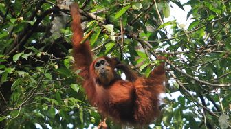 Orangutan Sumatra (Pongo abelii) bergelantungan di dahan pohon di kawasan Stasiun Penelitian Ketambe, Kecamatan Ketambe, Kabupaten Aceh Tenggara, Aceh, Minggu (4/4/2021).  ANTARA FOTO/Syifa Yulinnas