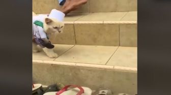 Geli Lihat Kucing Mondar-mandir di Tangga, Warganet: Kehilangan Sandal Ya?
