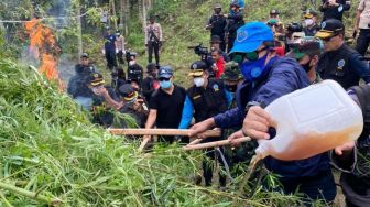 BNN Bakar 70 Ribu Batang Ganja di Aceh Utara
