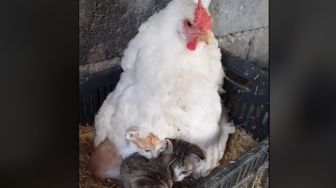 Induk Ayam Mengerami Tiga Anak Kucing, Gantikan Ibu Kucing yang Tewas