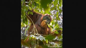 Desa di Tapanuli Selatan Ini Bikin Perdes soal Orang Utan