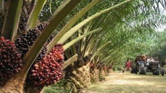 Walau Hasilkan Duit, Warga Siak Belum Lirik Potensi Lidi Sawit