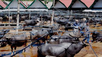 Calon pembeli berjalan di antara kerbau-kerbau yang dijual di Pasar Bolu, Kabupaten Toraja Utara, Sulawesi Selatan, Selasa (6/4/2021). ANTARA FOTO/Spedy Paereng
