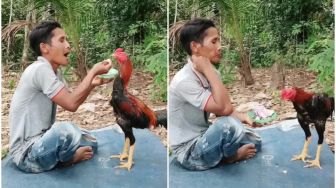 Kocak! Ayam Jago Mata Duitan, Mau Makan Kalau Ada Uangnya