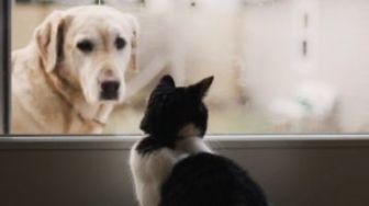 Tes Kepribadian Anjing VS Kucing: Ungkap Caramu Menyelesaikan Masalah