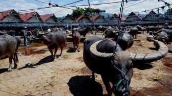 Calon pembeli berjalan di antara kerbau-kerbau yang dijual di Pasar Bolu, Kabupaten Toraja Utara, Sulawesi Selatan, Selasa (6/4/2021). ANTARA FOTO/Spedy Paereng
