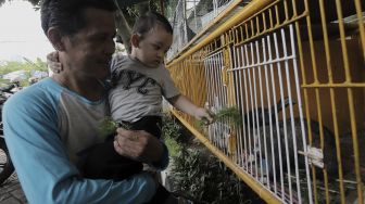 Seorang anak memberi makan kelinci di ruang edukasi anak di halaman Kantor Kelurahan Karet, Jakarta, Rabu (7/4/2021). [Suara.com/Angga Budhiyanto]