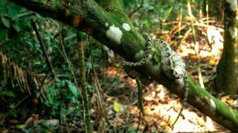 Pelepasliaran Satwa Liar di Hutan Pantai Baruna Malang