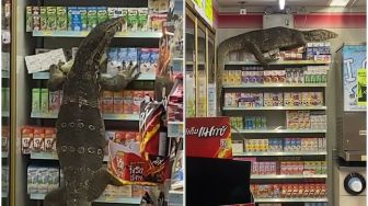 Viral Video Biawak Besar Acak-acak Minimarket