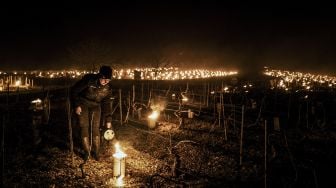 Seorang petani dari perkebunan anggur, Daniel-Etienne Defaix menyalakan lilin anti-embun beku di kebun anggur mereka di dekat Chablis, Burgundy, Prancis, pada (7/4/2021). [JEFF PACHOUD / AFP]