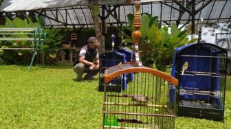 Ada Sekolah Burung Kenari di Tengah Perkebunan Lembang, Lulus Dapat Ijazah