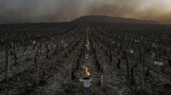 Lilin anti-beku masih menyala saat matahari terbit di kebun anggur perkebunan anggur Daniel-Etienne Defaix dekat Chablis, Burgundy, Prancis, pada (7/4/2021). [JEFF PACHOUD / AFP]