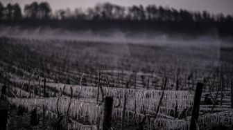 Air disemprotkan pada pagi hari di kebun anggur dekat Chablis, Burgundy, Prancis, pada (7/4/2021). [JEFF PACHOUD / AFP]