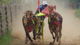 Joki memacu sapi kerapan saat kejuaraan kerapan sapi se Madura di Desa Mortajih, Pamekasan, Jawa Timur, Jumat, Sabtu (10/4/2021). [ANTARA FOTO/Saiful Bahri]