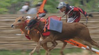 Keseruan Kejuaraan Kerapan Sapi di Madura