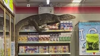 Viral Biawak Raksasa Datangi Minimarket, Pengunjung Histeris