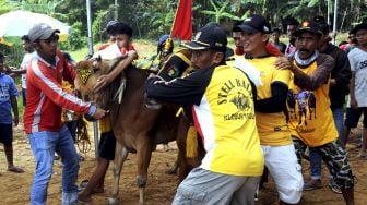 Kru menyiapkan sapi di garis start saat kejuaraan kerapan sapi se Madura di Desa Mortajih, Pamekasan, Jawa Timur, Sabtu (10/4/2021). [ANTARA FOTO/Saiful Bahri]