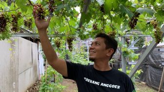 Pria Bekasi Ini Budidaya Anggur, per Bulan Omzetnya Puluhan Juta